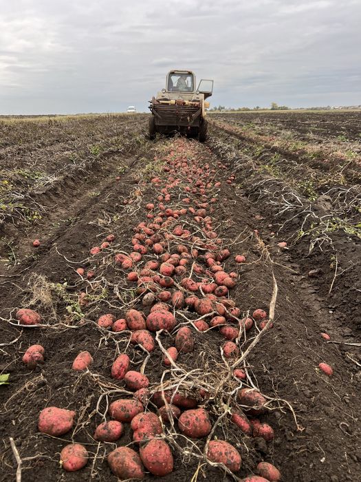 Продам картоплю «Белла Росса - Торнадо - Мелоді»