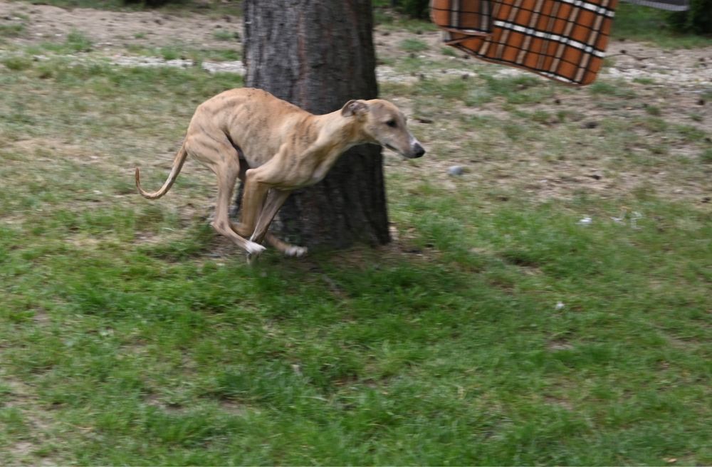 Whippet Chart Angielski- pies