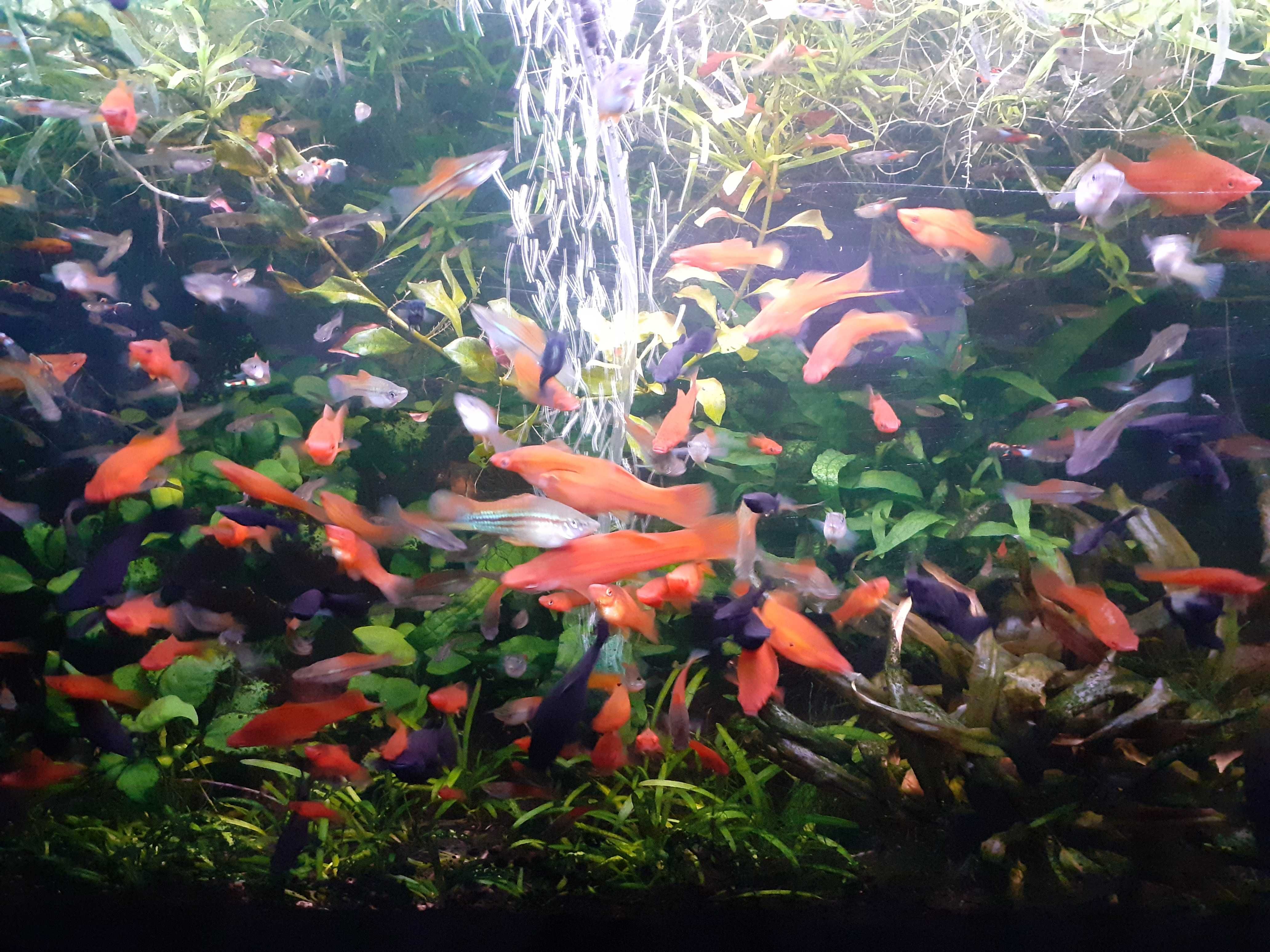 Espadas peixes tropicais