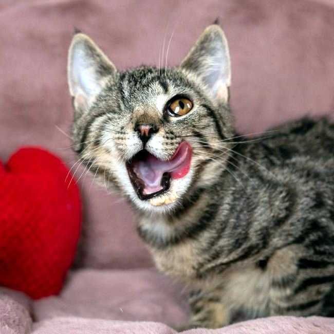 Małe kotki bez oczka do adopcji - Margarita i Martini