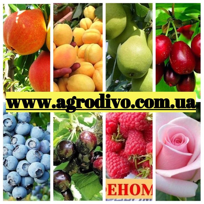 Саженцы яблоня,груша,слива,вишня,черешня,персик,абрикос, виноград,розы