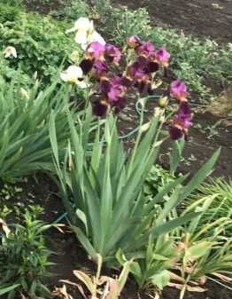 ирисы двухцветные