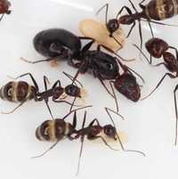 Camponotus jianghuaensis экзотические муравьи ферма формикарий мурахи