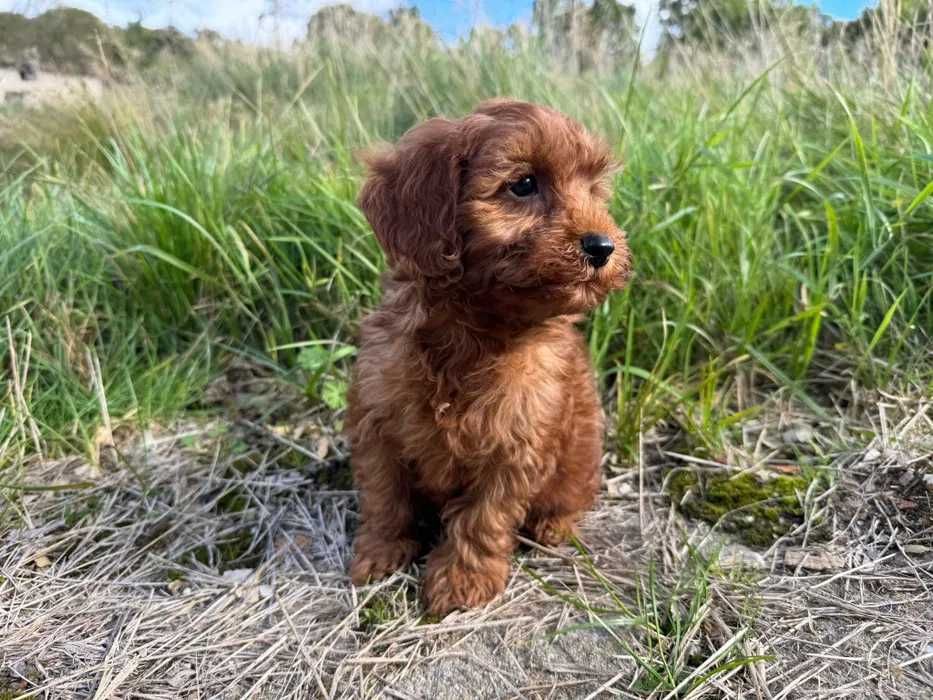 Cavapoo disponível
