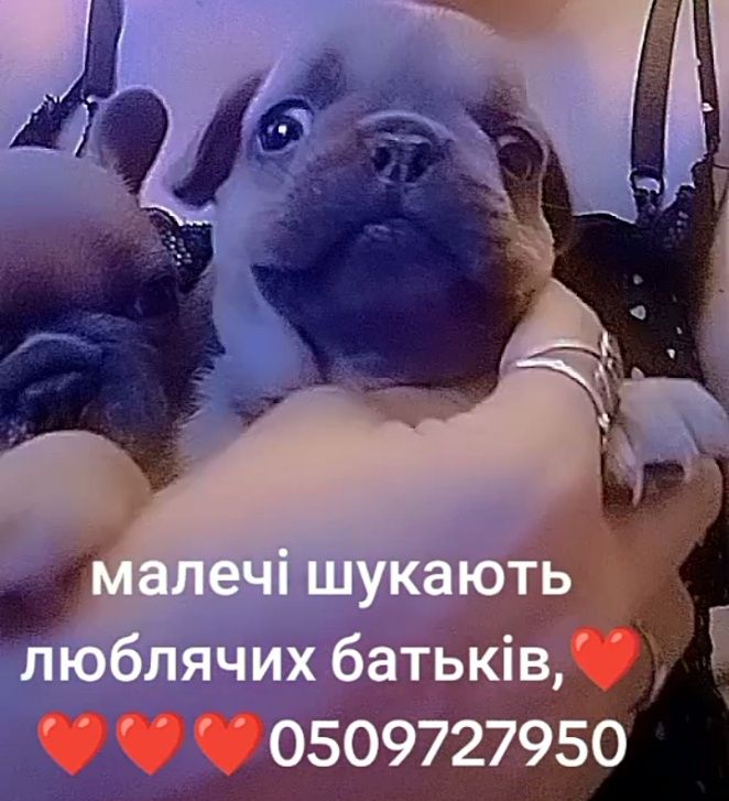 Девочка и мальчик французского бульдога