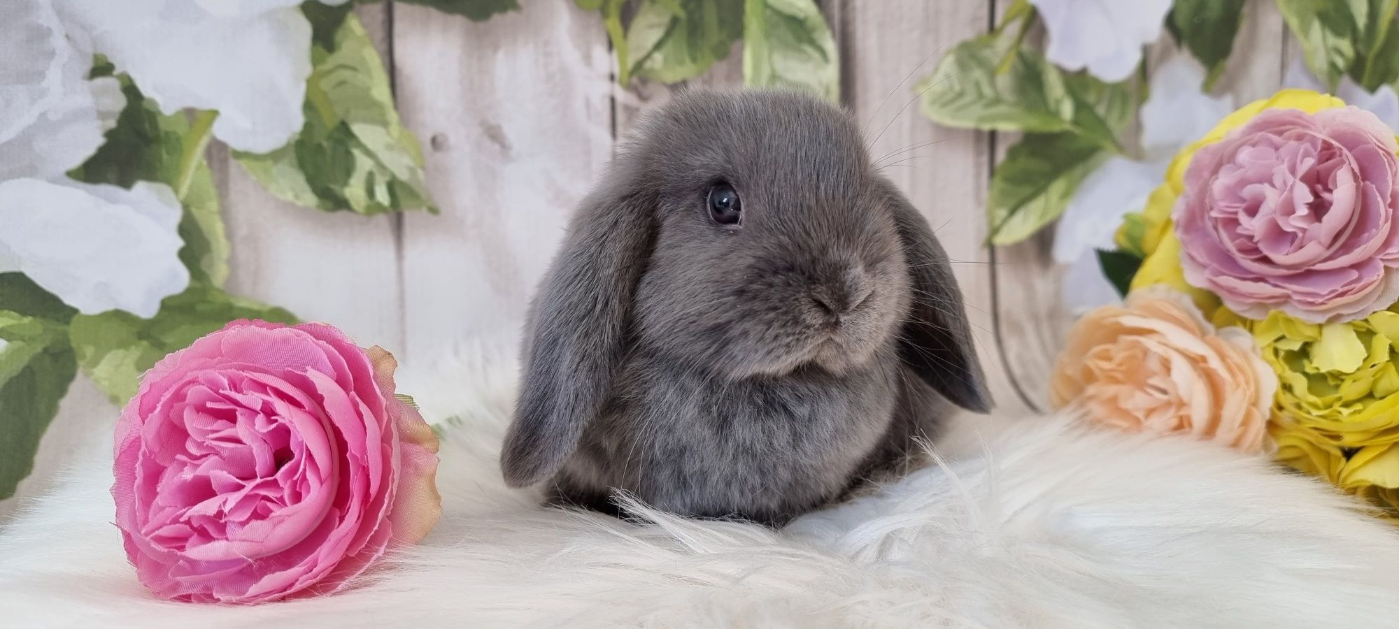 Mini lop śliczne króliczki zapraszamy gotowe do odbioru