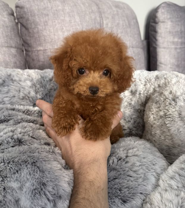 Pudel Toy bardzo maleńka sunia red