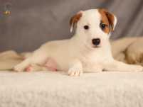 Jack Russell terrier ZKwP FCI piesek k.włos