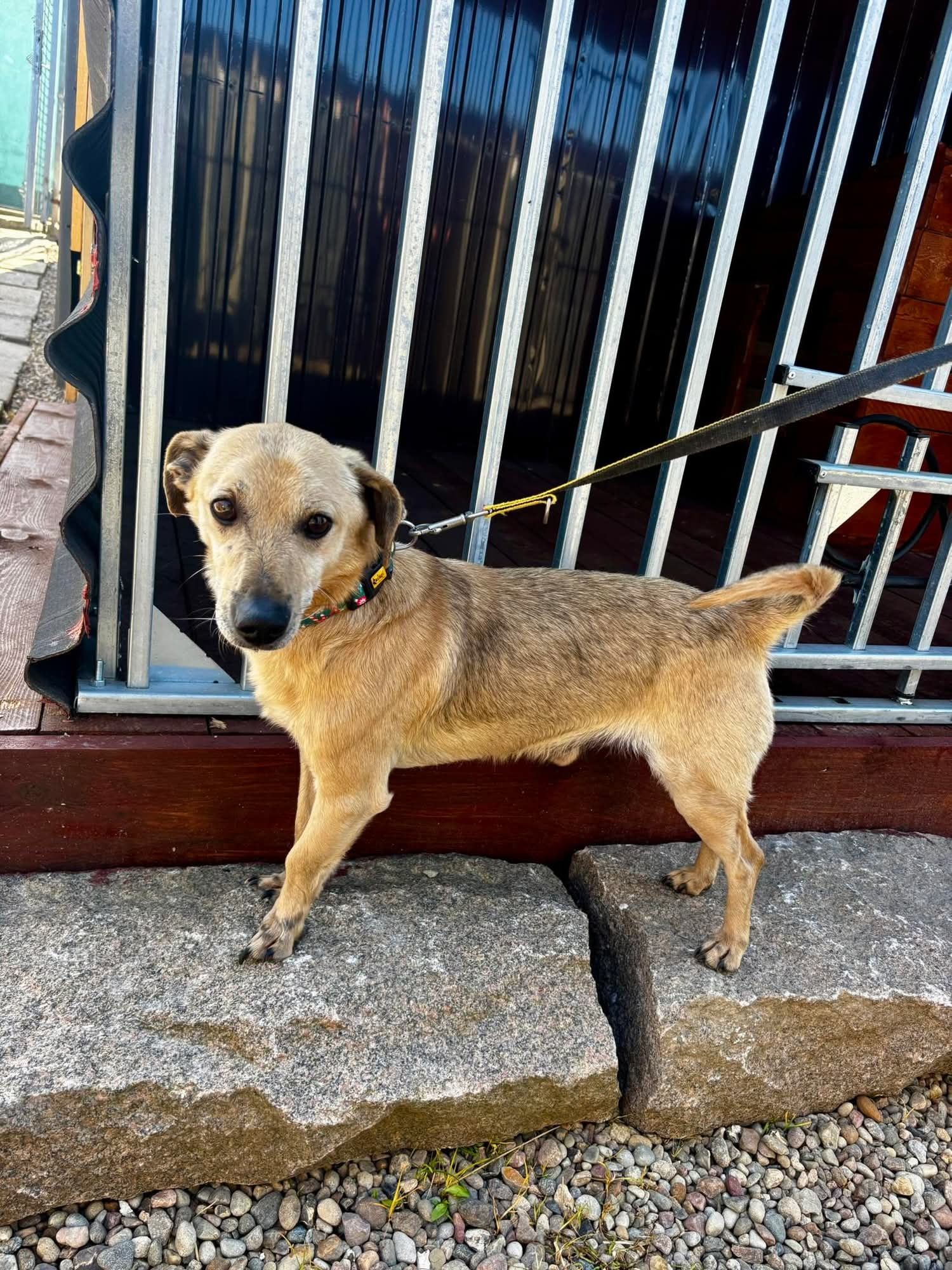 Toffi maluch do adopcji
