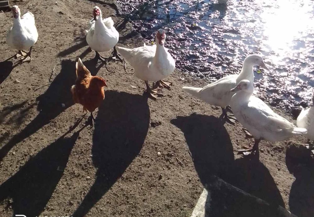 Мускусні качки, індокачка