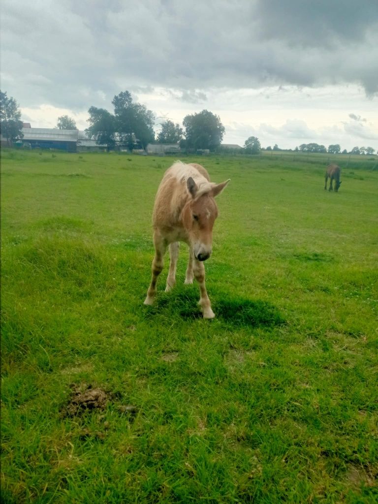 Sprzedam  klacz sztumską