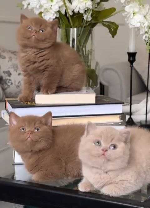 Британські короткошерстні хлопчики та дівчатка