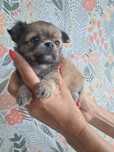 Szczemiak chihuahua