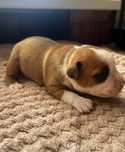Staffordshire Bull Terrier Staffik pies