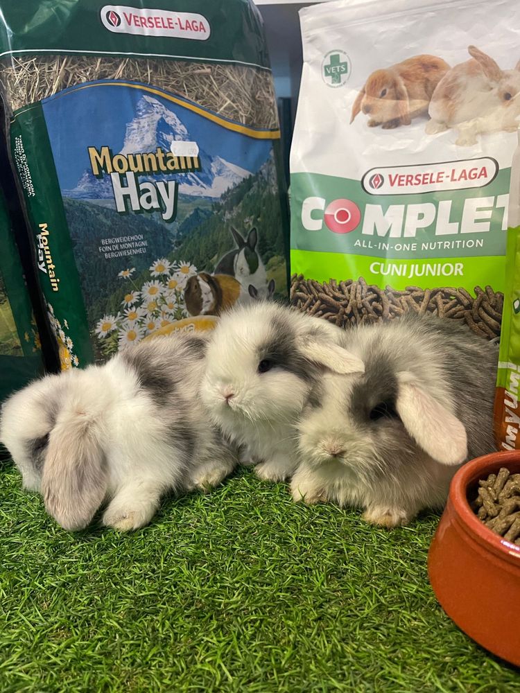 Coelho Anão Mini Lop Belier - LOJA!!