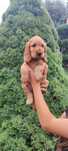 Cocker Spaniel Angielski