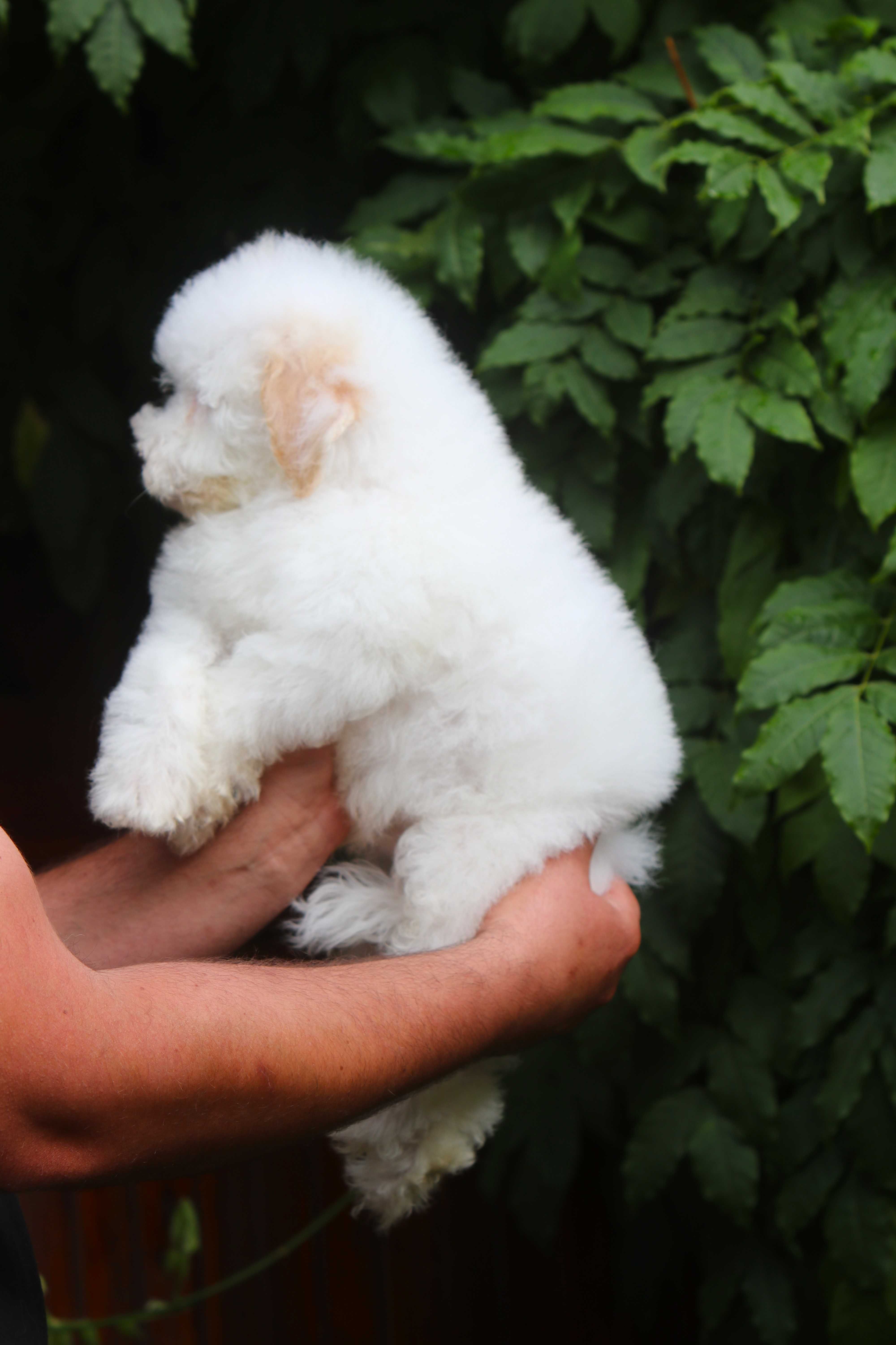 Maltipoo Biało - Czerwony Samiec chłopak Toy pudel