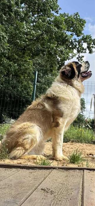 Bernardyn samiec roczny