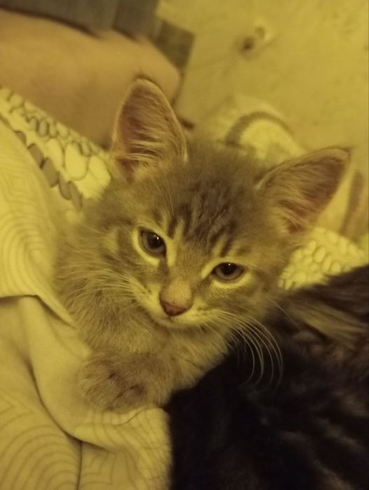 Віддаєм у добрі руки кошенятко на Миколайчика