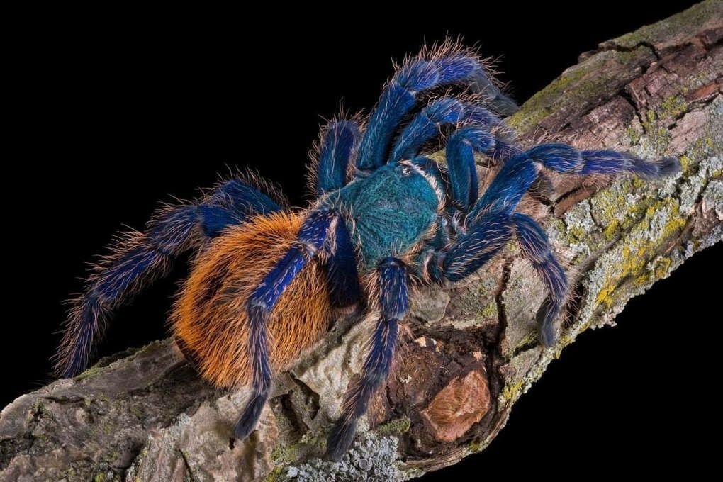 Chromatopelma cyaneopubescens cамец,L 7-8