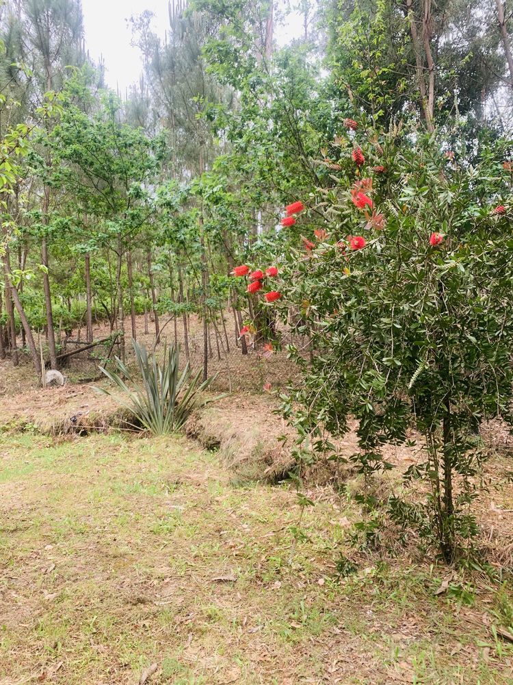 Terreno rústico com 2500m2 (Freixeda > Vilar Besteiros > 3460 Tondela)