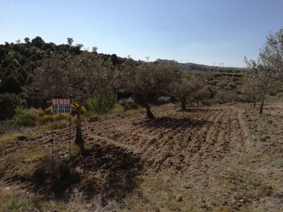 Vendo olival / oliveiras para transplantar, em Sendim Miranda do Douro