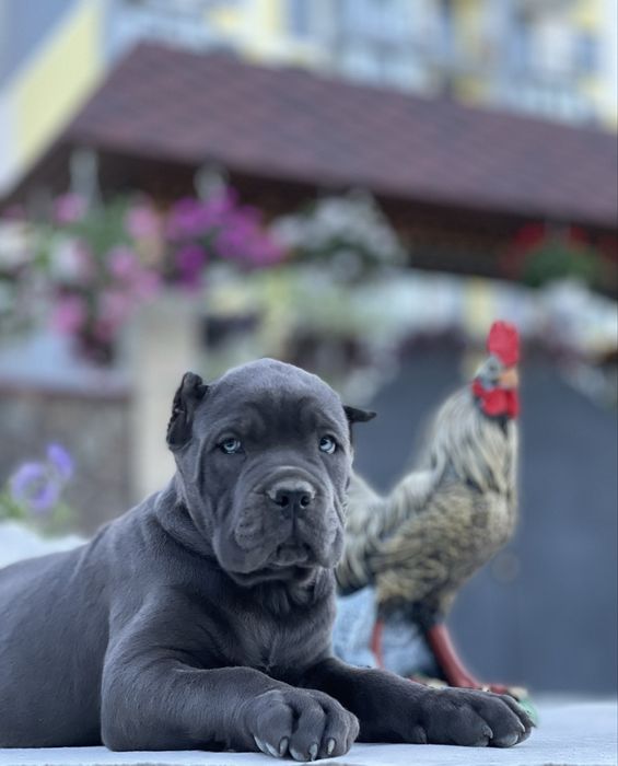 Елітні купірувані щеночки-Cane corso