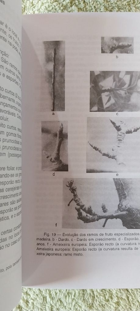 Fruticultura geral