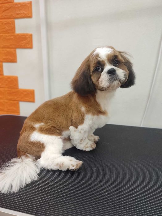 Грумінг стрижка собак Грумер метро Харківська