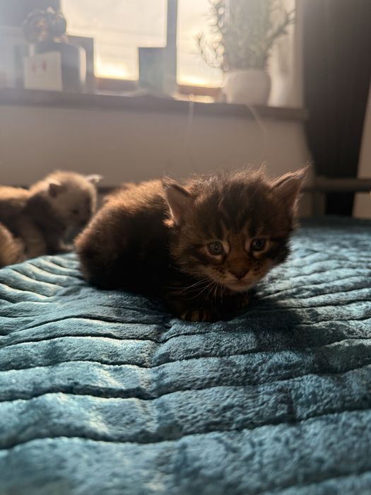Kocurek Maine coon czarny klasycznie pręgowany linia shaded
