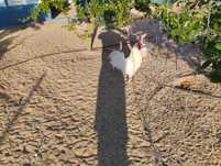 Galos raça leghorn