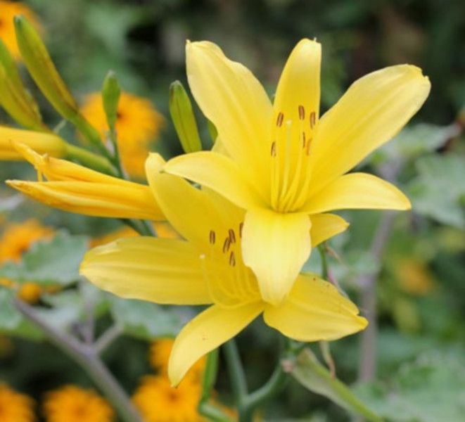 MINI LILIOWIEC Hemerocallis minor - sadzonki w doniczkach