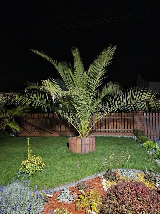 Palma Daktylowiec Kanaryjski