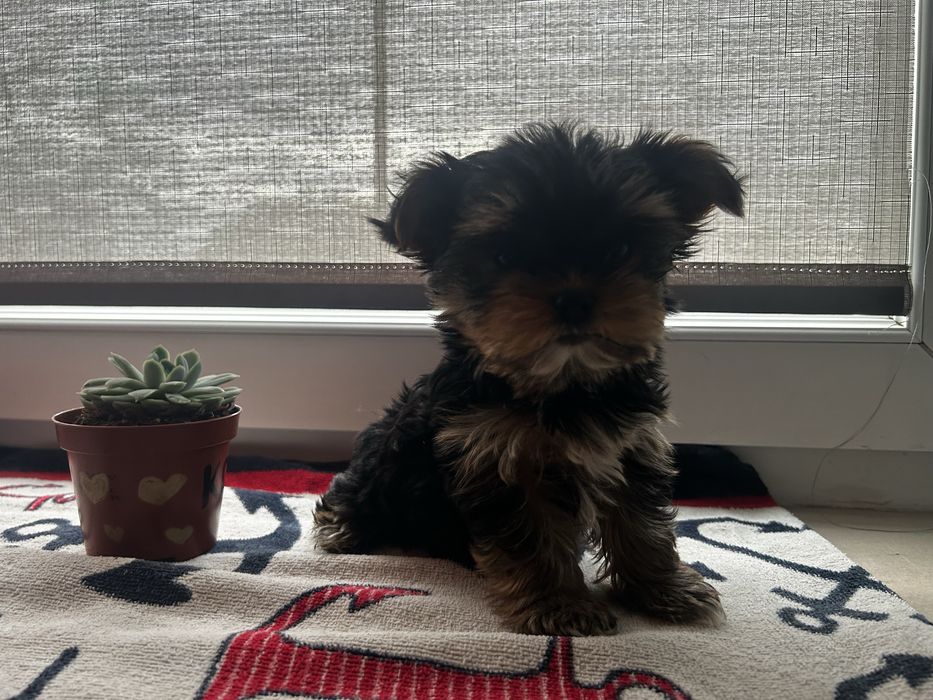 Yorkshire terrier