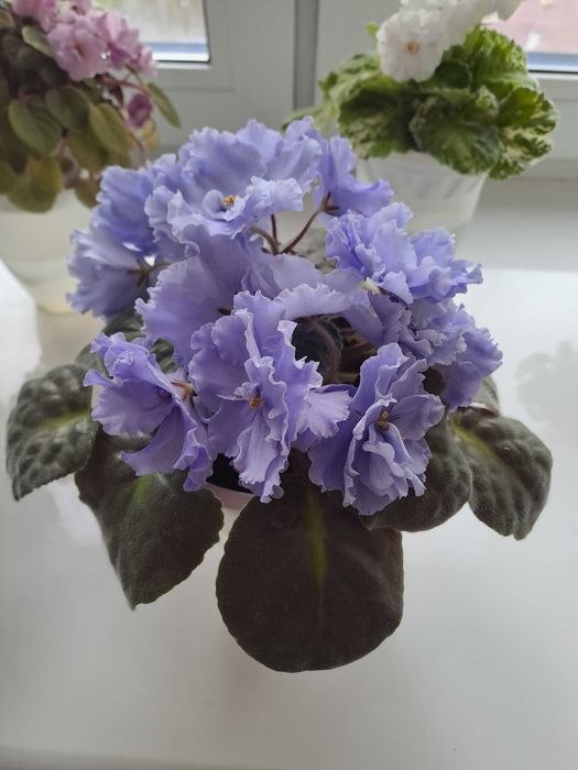 Фіалка ЕК-Морячка Reining beauty (cпорт) ЕК-Морской волк Аэлита (Морев