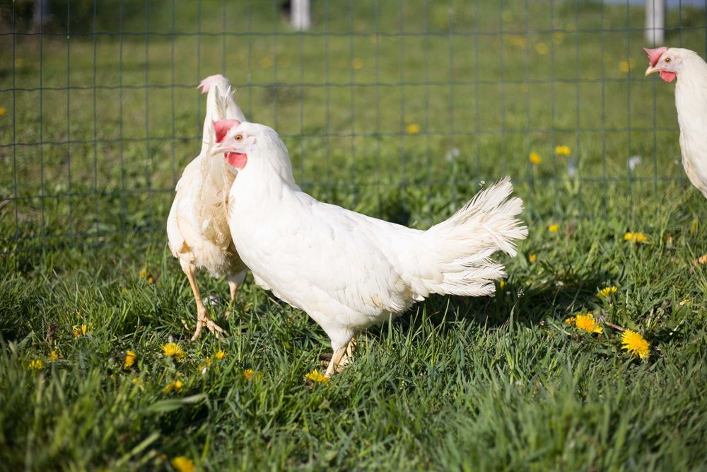 Kury kokoszki nioski Tetra biała jak leghorn dowóz Gratis