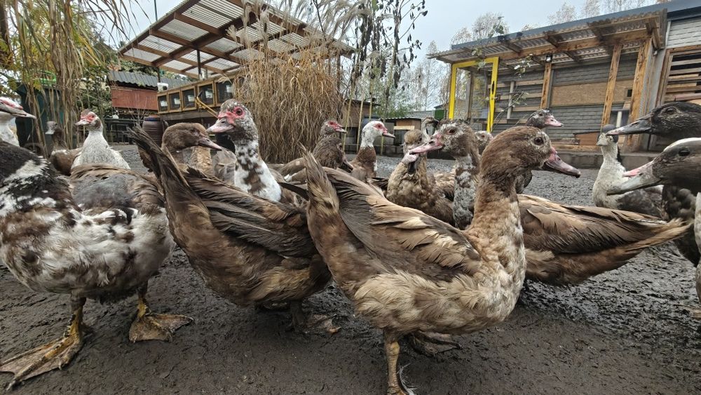 kaczki francuskie i gęsi kubańskie