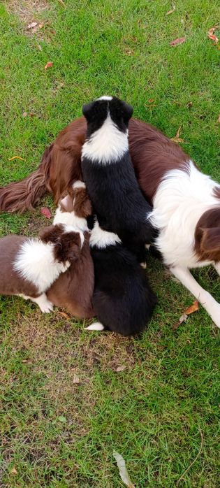 Border collie -piesek