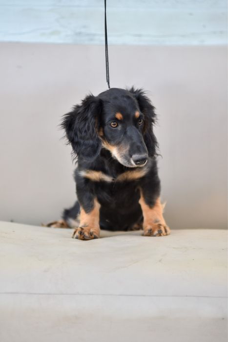 Шикарные таксы с документами