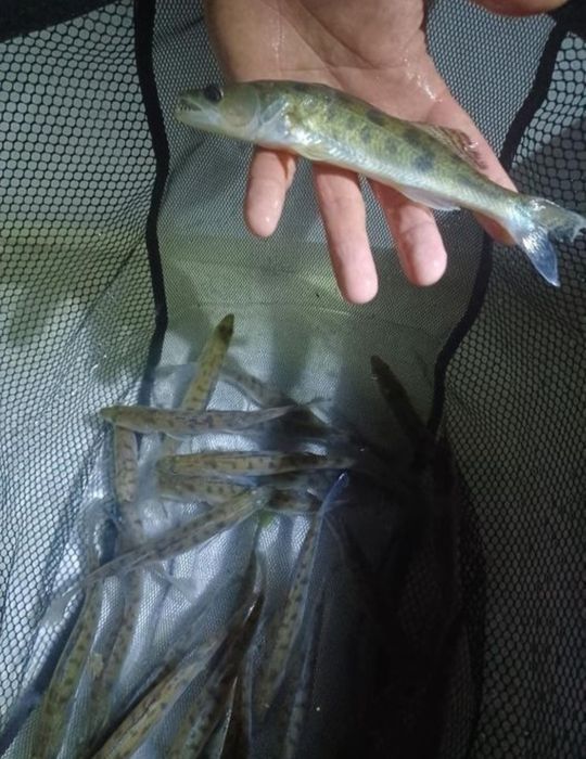 Sandacz 20-25cm narybek kroczek