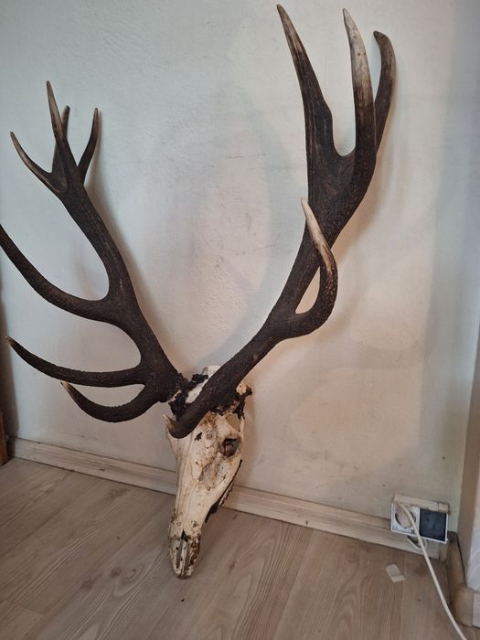 Poroże Jelenia 6 kg