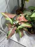 Syngonium, Hoya, Maranta, Philodendron