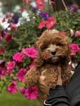 Cavapoo pudel toy sunia wyjątkowa !!
