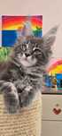 Kocurek Maine Coon
