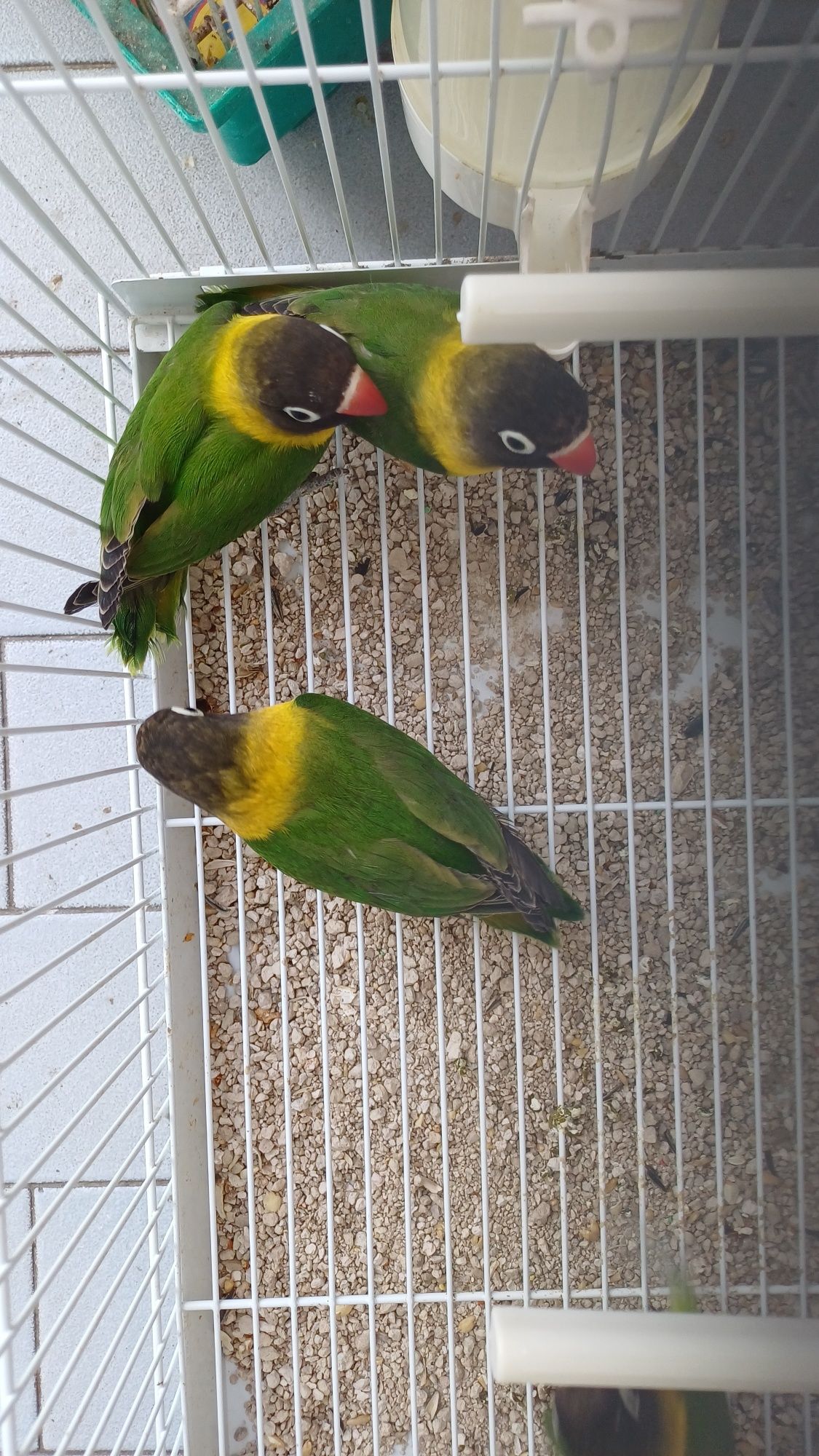 Canários e agapornis