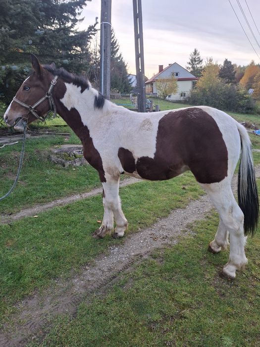 Sprzedam ogierka cob grypsy tinker