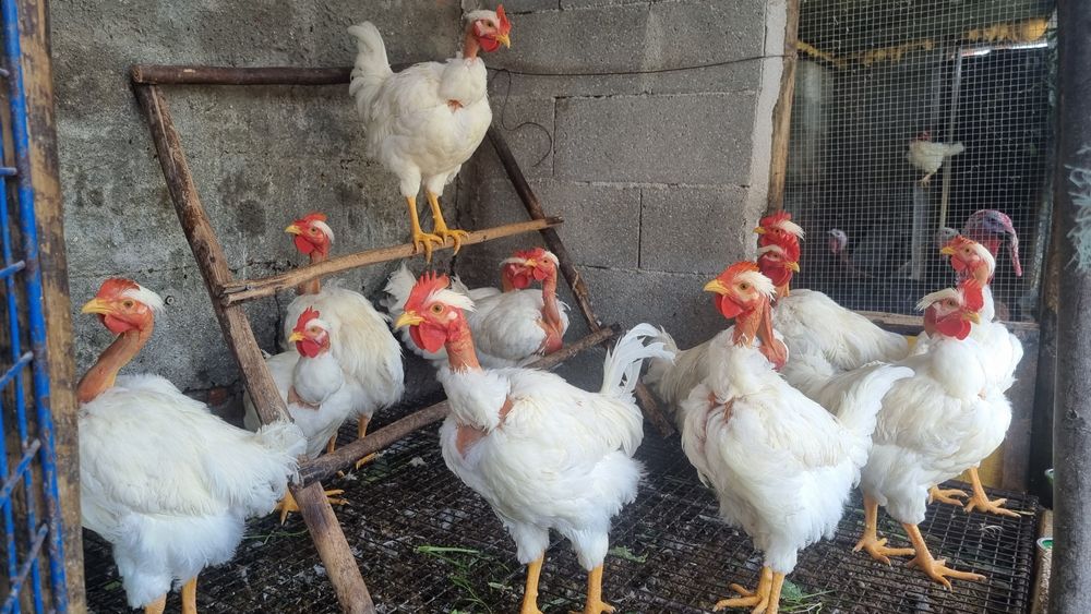 Casais Branca Portuguesa