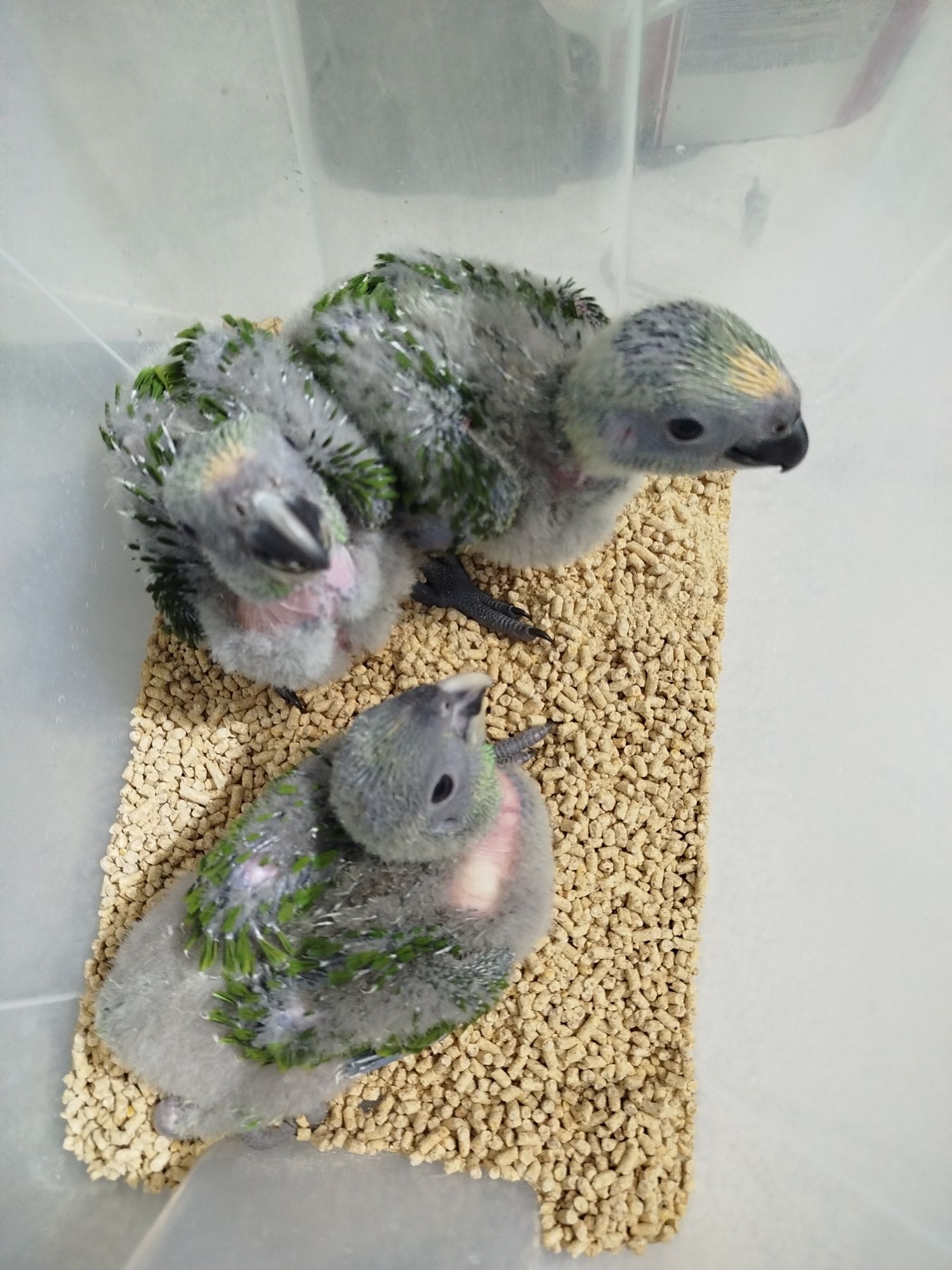Amazonas auropalliata