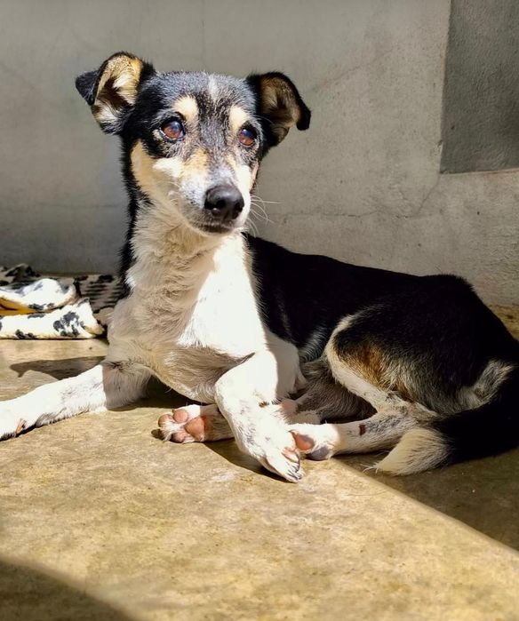 Cãozinho para adoção