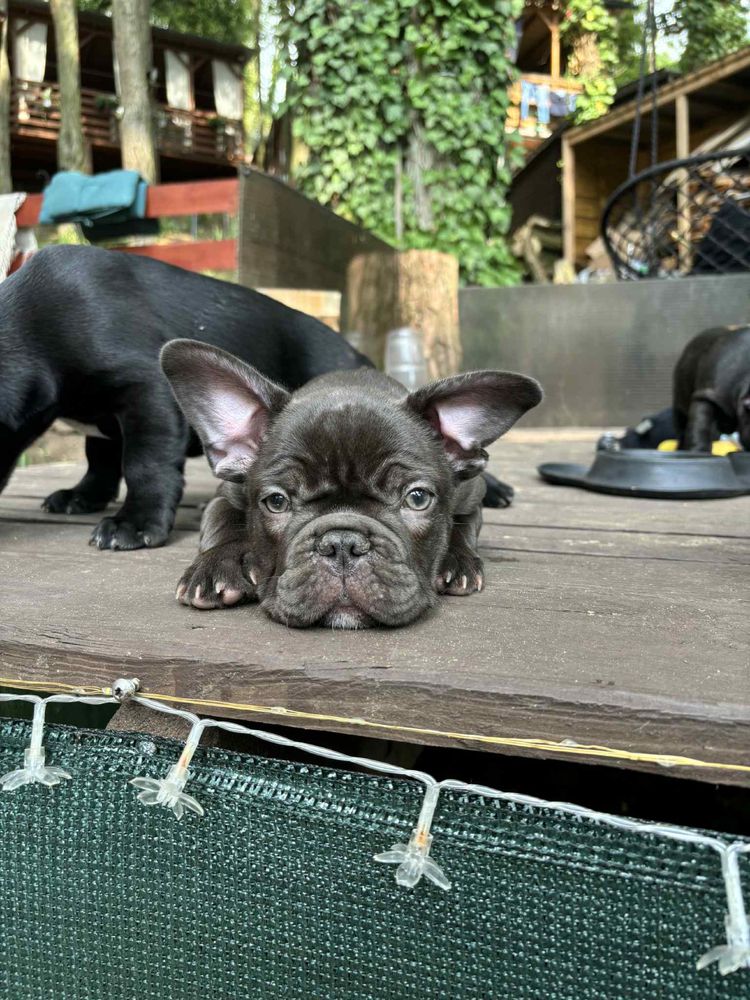 Buldog Francuski